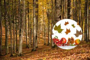 foresta in autunno e frutti tipici di stagione