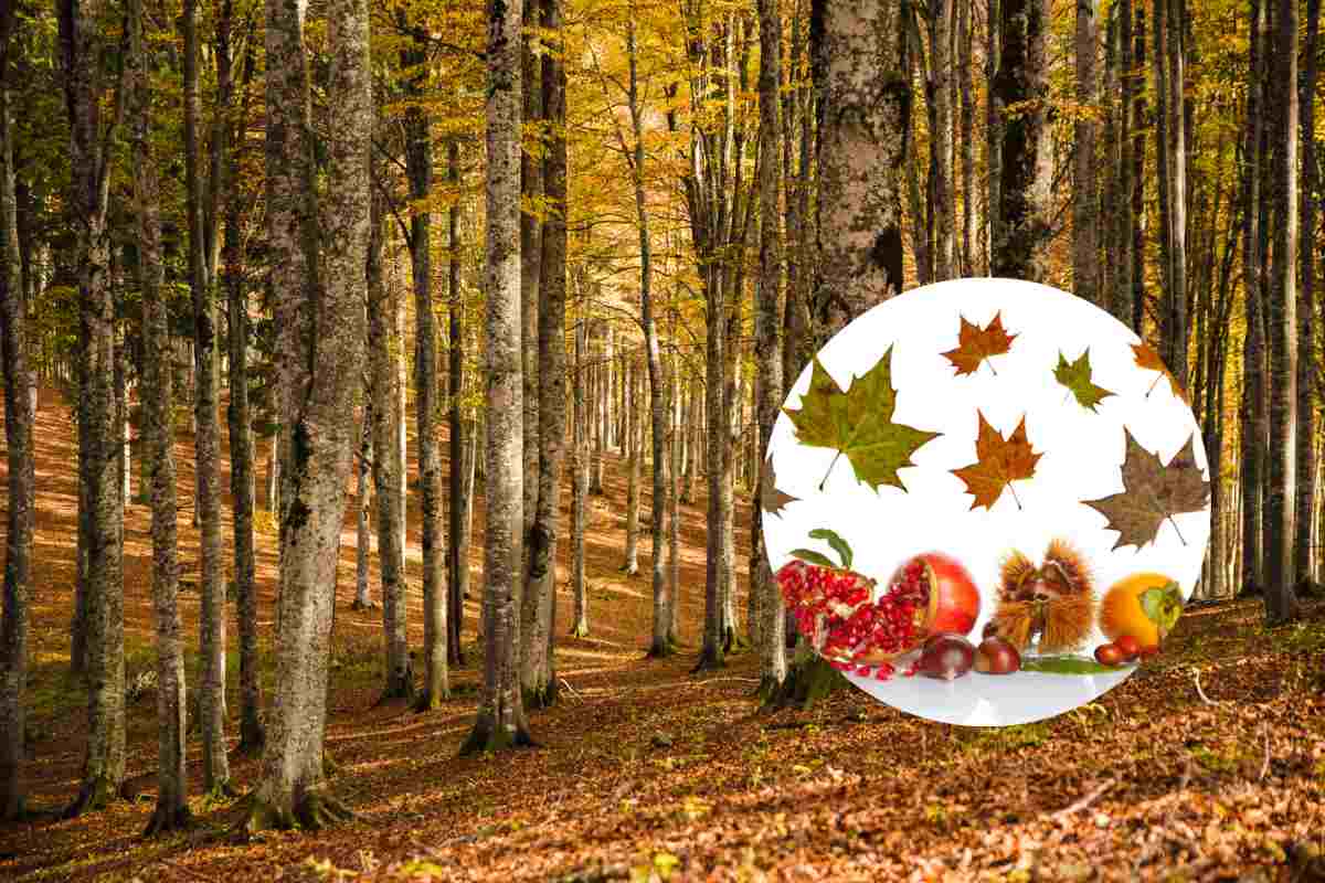 foresta in autunno e frutti tipici di stagione